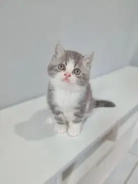 British short hair pure bicolor blue tabby