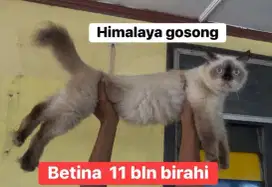 Himalaya gosong super cakep