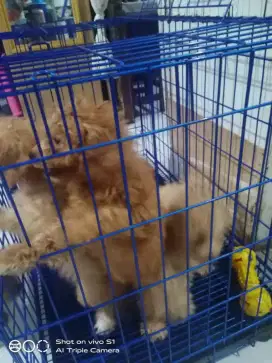 POODLE BETINA ANABUL 3 EKOR MURAH