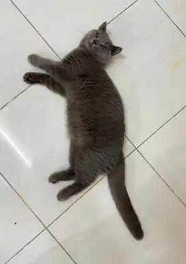 British shorthair