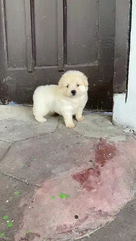 Poodle x pom jantan