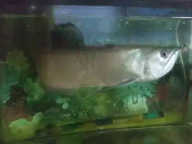 ikan arwana silver ukuran 35 cm