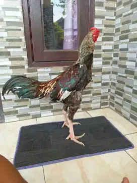 Ayam Bangkok x mangon