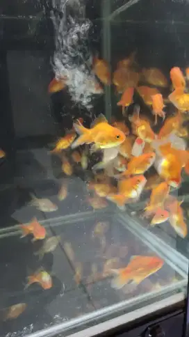 Ikan hias koki oranda mini