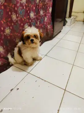 Anjing wanita usia 3 bulan