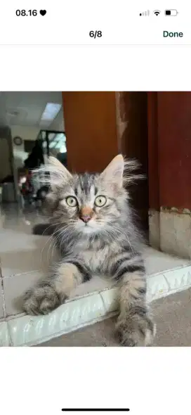 Adopt kitten mainnecoon x persia