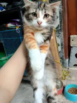 Kitten Scotish straight mix mc