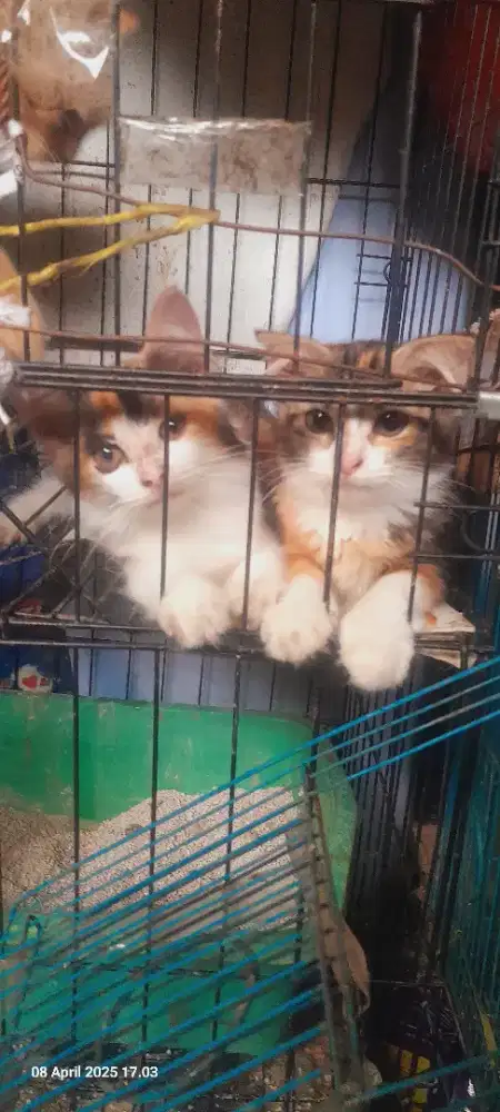Kitten Scotish straight mix mc