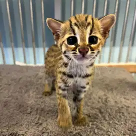 Adopsi kucing adopt kucing