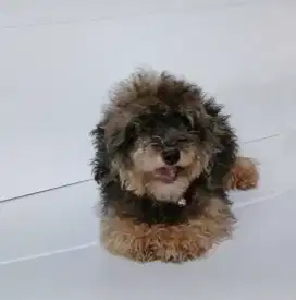 Poodle - Female   - Anjing Pudel