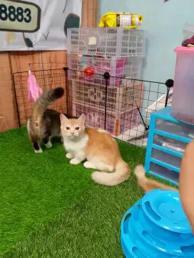 Kucing Munchkin BSH/cebol British shorthair/kaki pendek Brittish