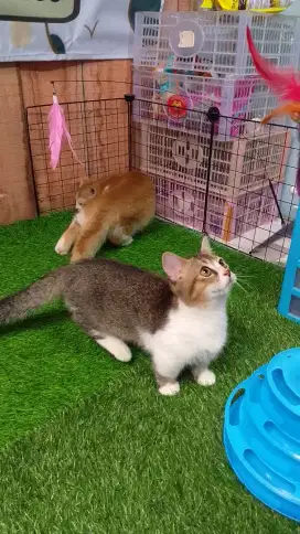 Kucing Munchkin BSHbetina/cebol British/kaki pendek Brittish shorthair