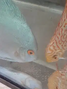 JUAL IKAN DISCUS PAIR