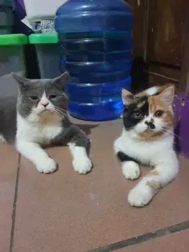 BRITISH SHORTHAIR BICOLOR DAN CALICO