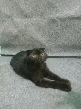 Scottish Fold Jantan 6 bulan