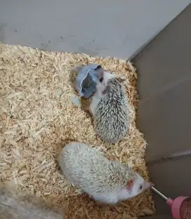 Landak mini betina indukan