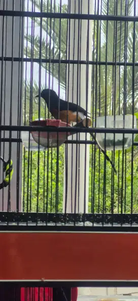 Murai Batu Muda Pastol