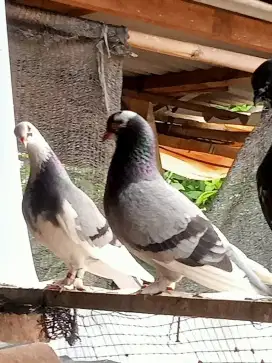 Sepasang merpati jembros