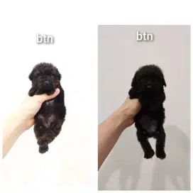 puppy poodle betina stb chip, non vksn !!! no php