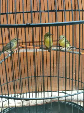 Jual cepat aja Ijoan burung Kolibri kelapa korlap tiga ekor Cepe aja