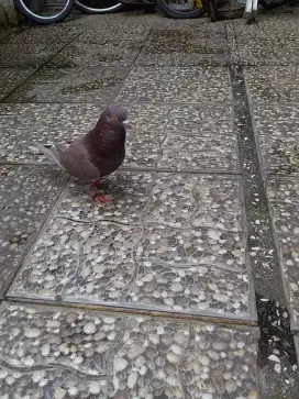 Burung Dara Jantan 1 ekor  + kandang