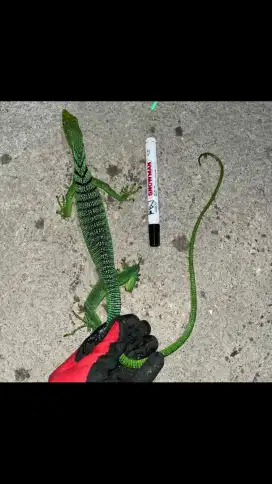 KADAL POHON HIJAU