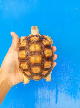 KURA KURA SULCATA