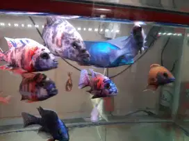 Dijual ikan Cichlid Set