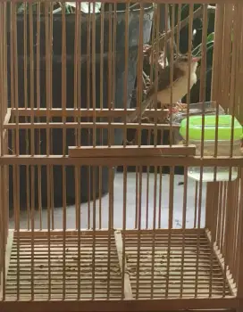 Ciwah & Cibu + Kandang