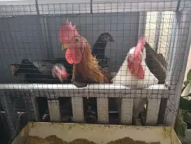 Ayam kampung jago muda