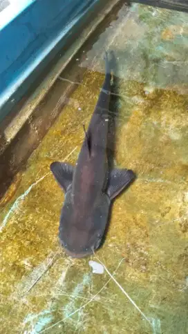 Ikan tapah 80 cm