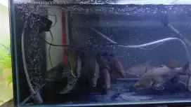 Ikan kakap putih atau baramundi