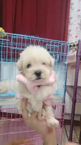 Anjing mini maltipoo