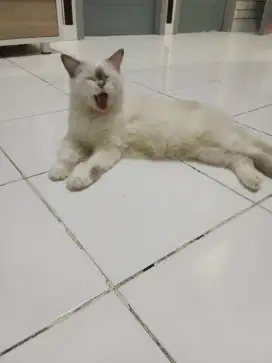 kucing himalaya persia