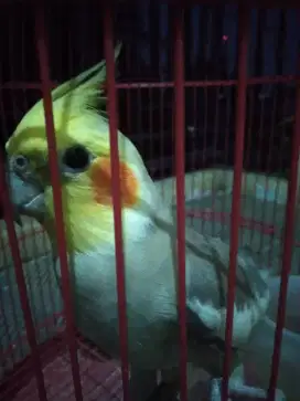 Burung falk Australia