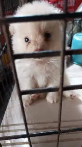 Semi hibah anjing Pomeranian jantan