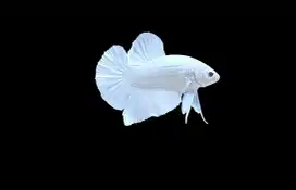ikan cupang giant white