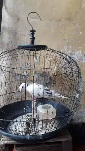 Jual Burung Puter