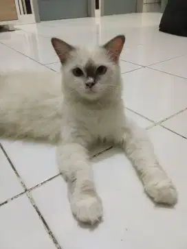 Kucing Persia Himalaya