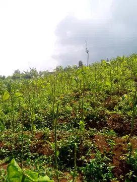 Tanah kebun 1 Ha, Tegal Manggung murah msk mobil