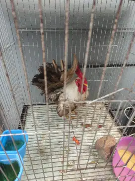 Dijual ayam Kate jago berkokok