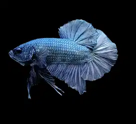 ikan cupang giant coper