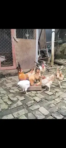 Jual telur tetas ayam kampung elba