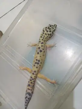 Gecko - leopard gecko