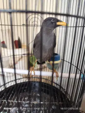 Jalak kebo bahan rawatan