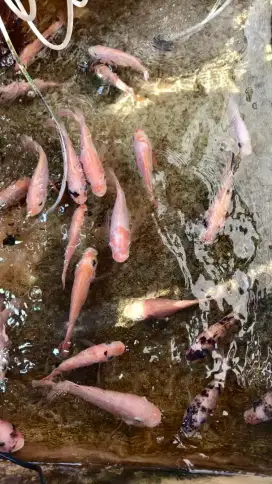 Ikan Nila Merah Segar dan Fresh