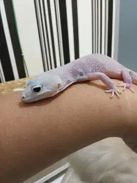 leopard gecko - gecko