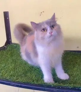 Kucing ras persia 11 bln uda kawin sm cebol