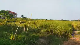 Tanah Sawah Produktif Bulakamba
