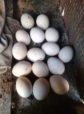 Telur ayam bangkok